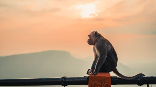 Monkey sitting on mountain against sky during sunset