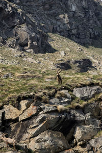 Deer standing on rock in mountain