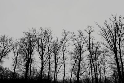 Low angle view of silhouette bare trees against sky