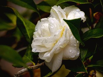 Close-up of white flower