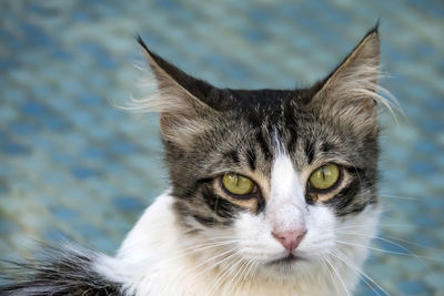 Close up cute friends cats in nature