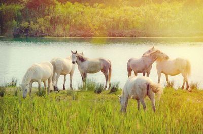 Grass grazing on field