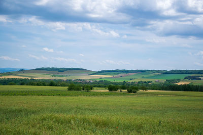 Scenic view of field against sky