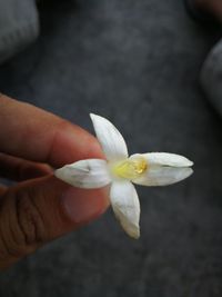 Close-up of hand holding flower