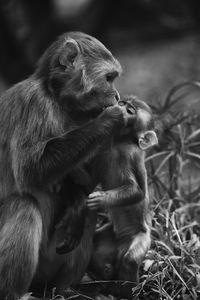 Portrait of a monkey