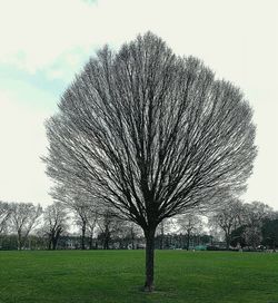 Trees on grassy field