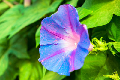 Close-up of purple hibiscus blooming outdoors