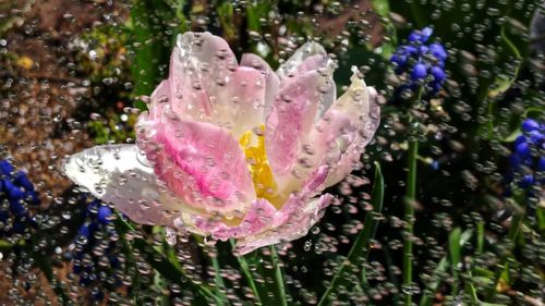 Close-up of wet pink rose flower
