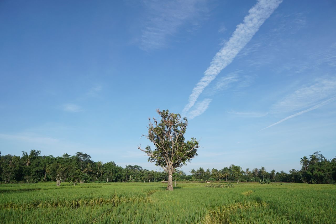 tree, field, nature, growth, agriculture, landscape, beauty in nature, scenics, sky, no people, tranquil scene, tranquility, rural scene, day, outdoors, vapor trail, contrail