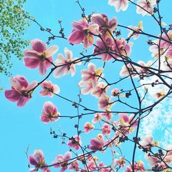 Low angle view of cherry blossoms against sky