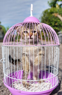 A kitten wants to be free from a cage