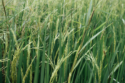 Close-up of stalks in field