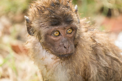 Close-up of long-tailed macaque in zoo