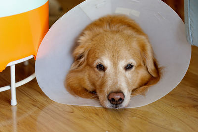 Close-up portrait of dog lying on floor