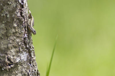 Close-up of tree trunk