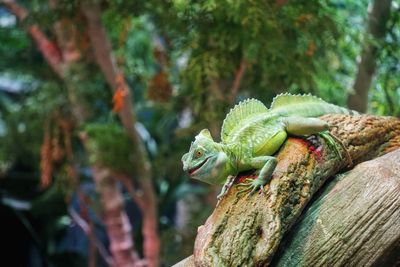 Close-up of lizard on tree trunk