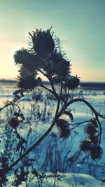 Close-up of flowering plant against sea during sunset