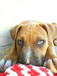 Close-up portrait of dog