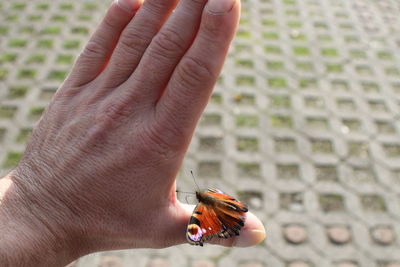 Close-up of insect on hand