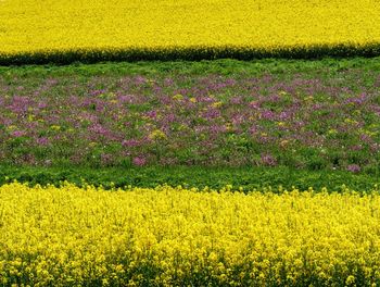 Scenic view of oilseed rape field