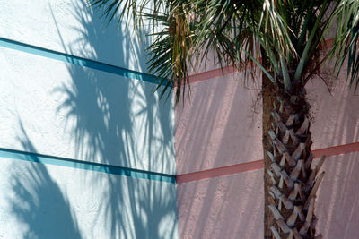 Palm trees seen through glass window