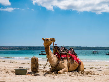 Horse on beach against sky