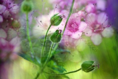 Close-up of pink flowering plant