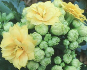 Close-up of yellow flowers