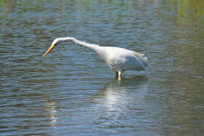 Silver heron in lake