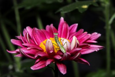 Close-up of pink flower with a green mantic