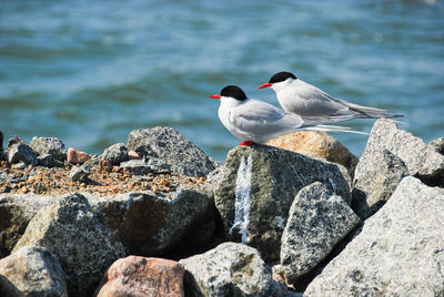Seagull perching on rock. finnland.