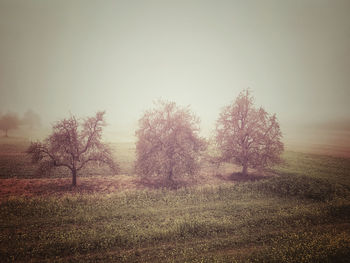 Trees on field against clear sky