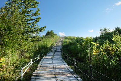 Footpath amidst trees in forest against sky