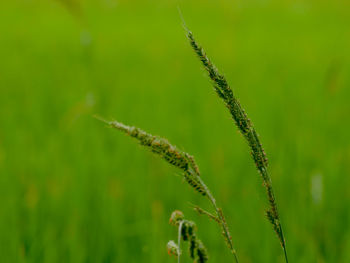 Close-up of caterpillar on plant at field