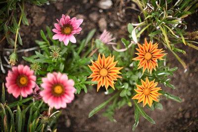 High angle view of pink flowers