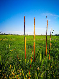 Scenic view of agricultural field against blue sky