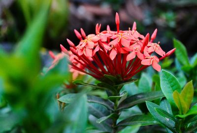 Close-up of red flower blooming outdoors