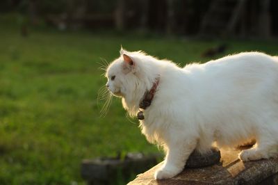 Side view of a dog