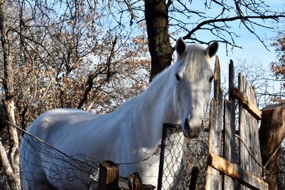 Low angle view of horse on tree against sky