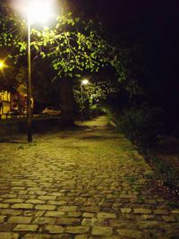 Illuminated trees at night