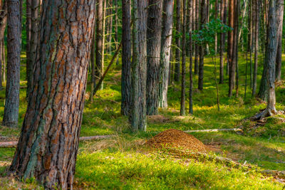 Trees in forest