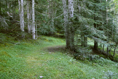 Pine trees in forest