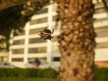 Close-up of spider on web