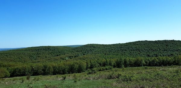 Scenic view of field against clear blue sky