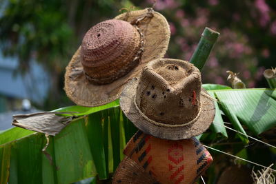 Close-up of hat on leaves