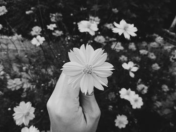 Close-up of hand against white flowering plants