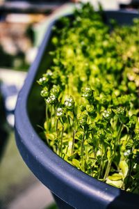 Closeup of blooming lamb's lettuce on a balcony