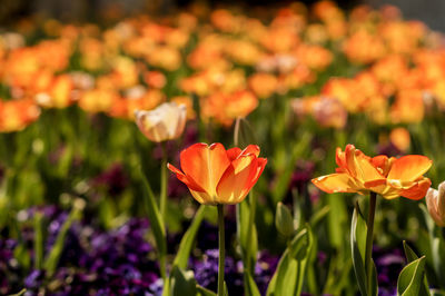 Close-up of orange flowering plant