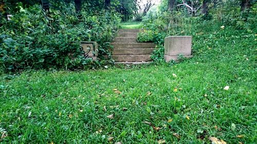 Plants growing on grass