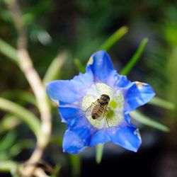 Close-up of bee pollinating on flower